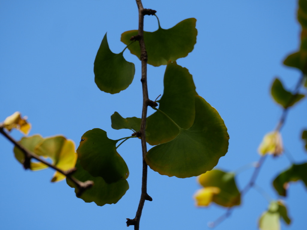 Feuille de ginkgo biloba